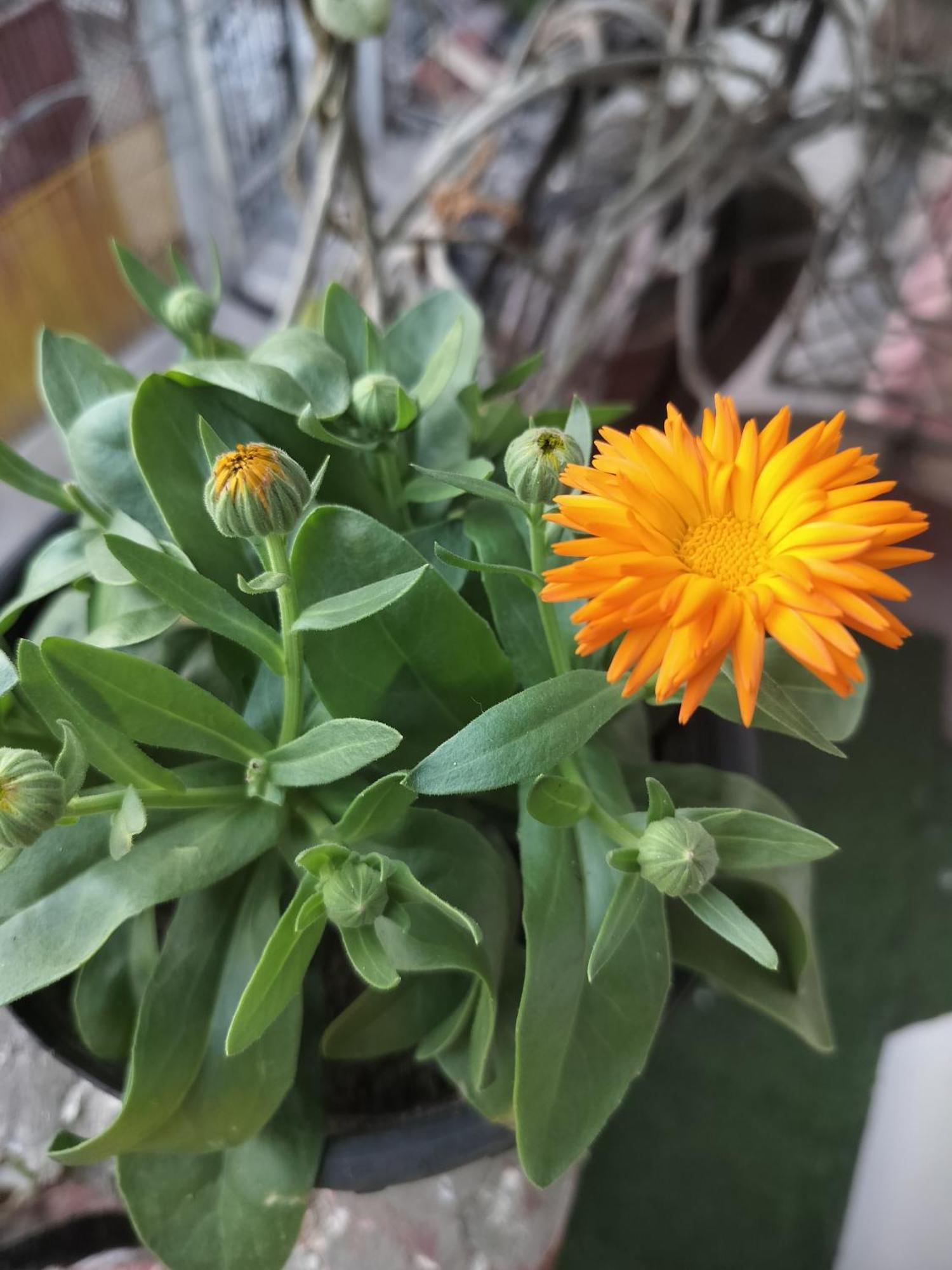 Kishan Home Stay Матура Екстериор снимка